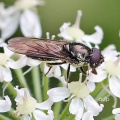 Cheilosia pagana, male, hoverfly, Alan Prowse